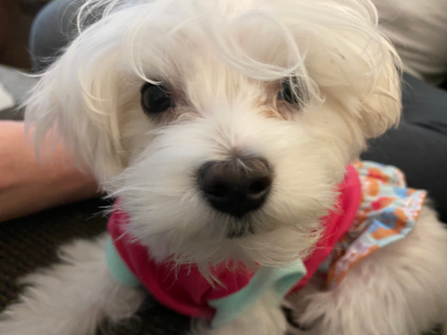 Happy Maltese Pup in Monroe MI
