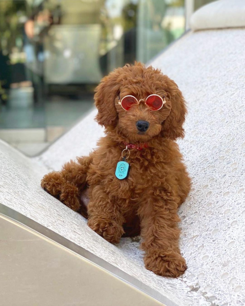 Small Mini Goldendoodle Pup in Phoenix AZ