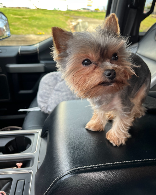 Fluffy Yorkshire Terrier Pup in