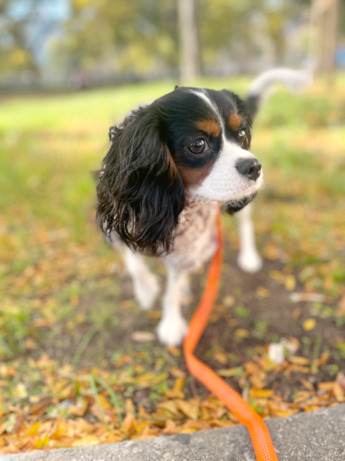 Friendly Cavalier King Charles Spaniel Purebred Pup