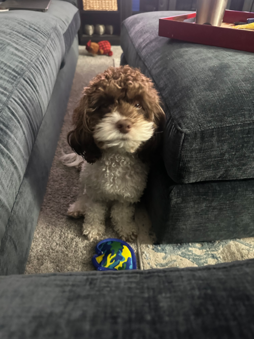 Petite Cockapoo Poodle Mix Pup