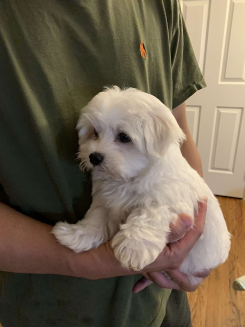 Hypoallergenic Maltese Pup