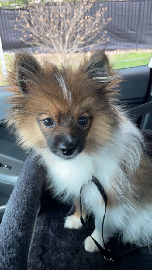 Hypoallergenic Pomeranian Purebred Pup