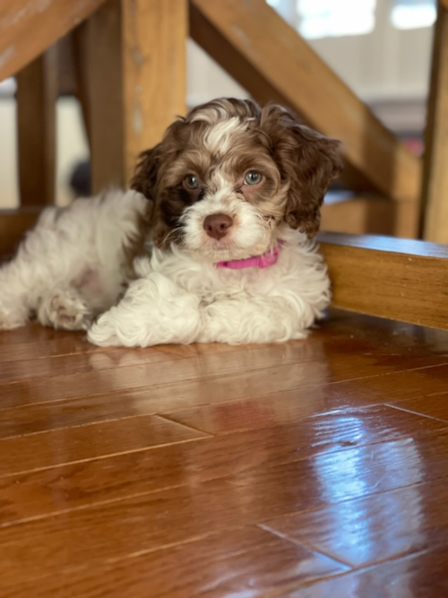 Adorable Cockerpoo Poodle Mix Pup