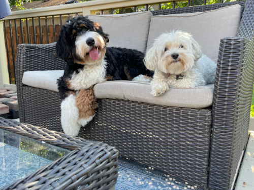 Mini Bernedoodle Being Cute