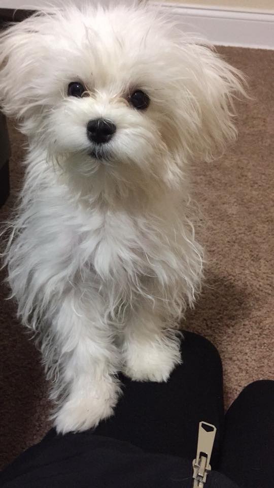 Maltese puppies for store sale in brooklyn