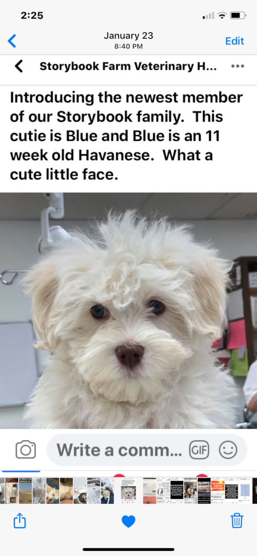 Smart Havanese Purebred Pup