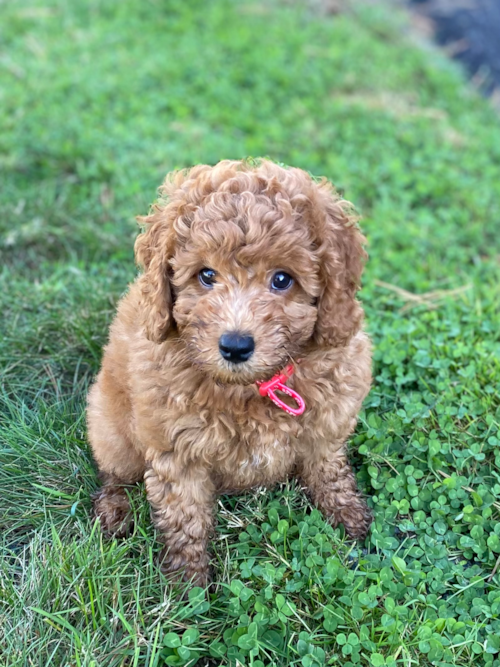 Friendly Mini Goldendoodle Pup in North Easton