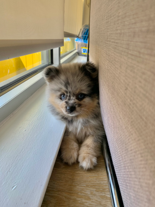 Friendly Pomeranian Purebred Pup