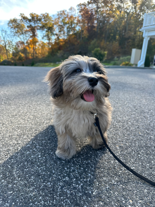 Playful Havanese Poodle Mix Pup