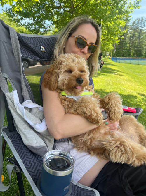 Sweet Cavapoo Pup