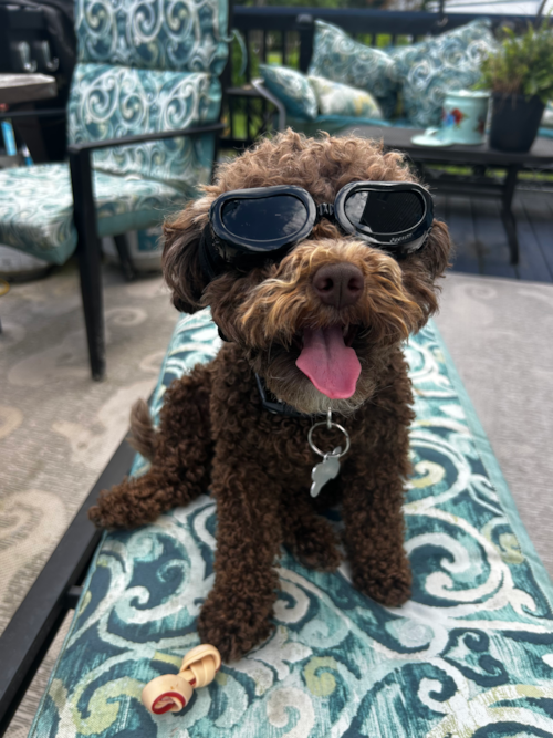 Playful Portuguese Water Dog Poodle Mix Pup