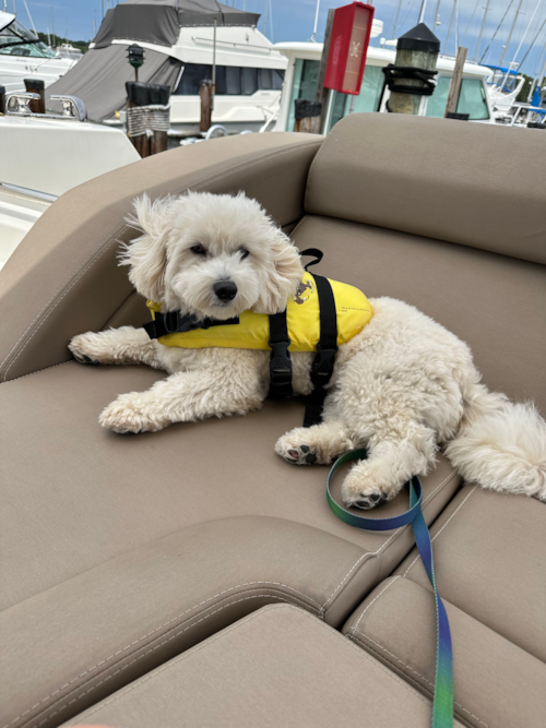 Little Havadoodle Poodle Mix Pup