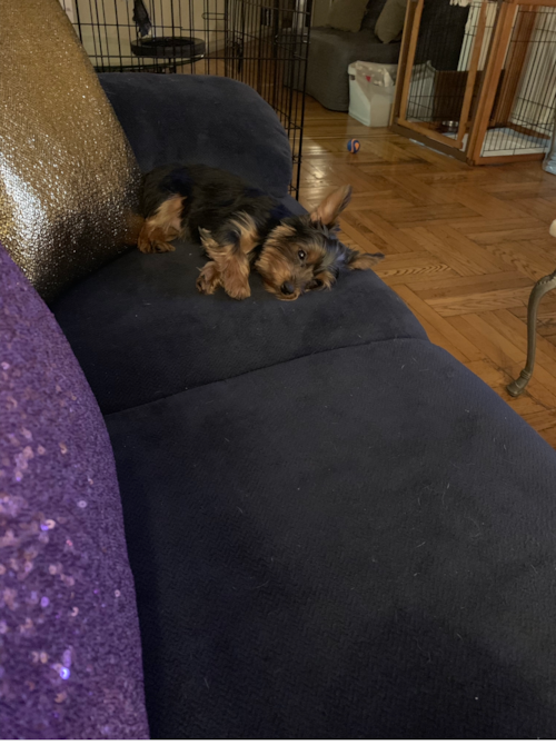 Cute Yorkshire Terrier Pup in Bronx NY