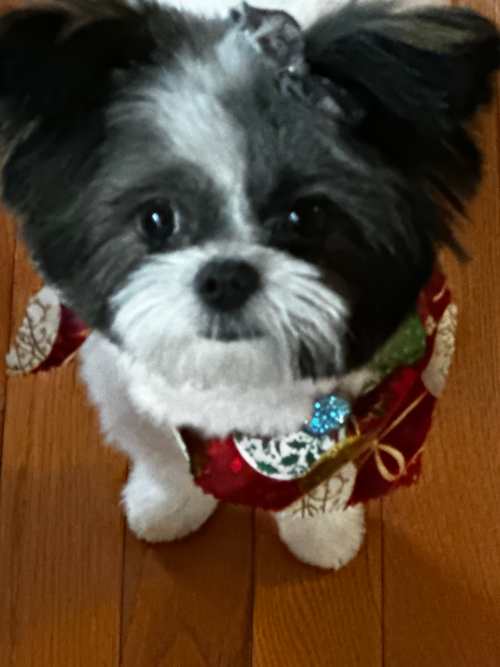 Shih Pom Being Cute