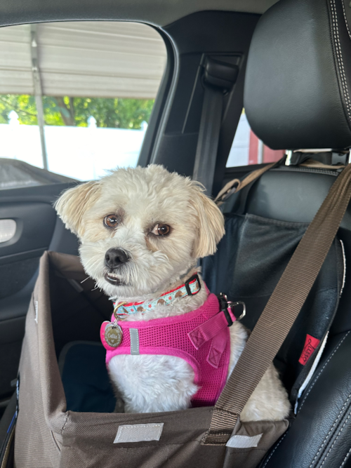 Playful Shichon Designer Pup