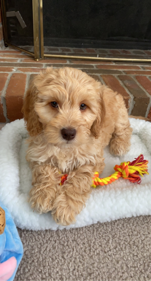 Gahanna Mini Goldendoodle Pup