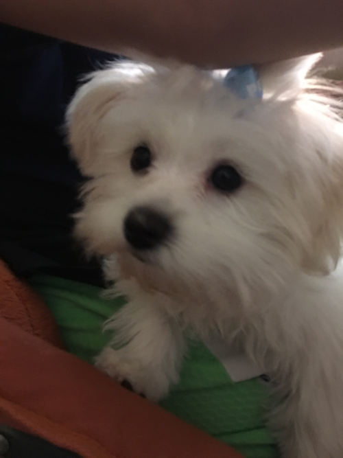 Adorable Maltese Pup in Houston Texas