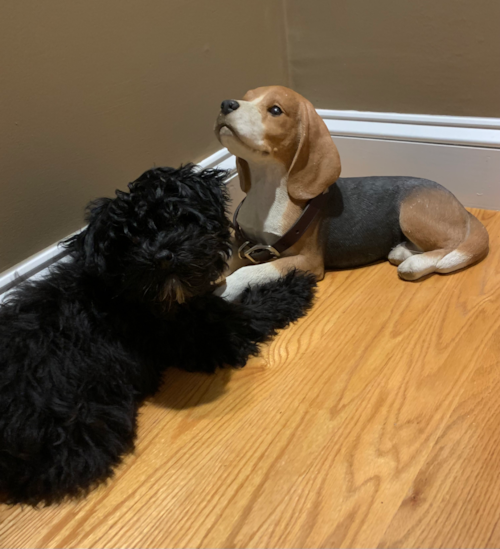 Popular Havapoo Poodle Mix Pup