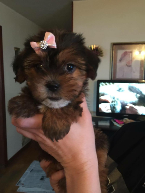 Cute Shorkie Pup in Tornado WV