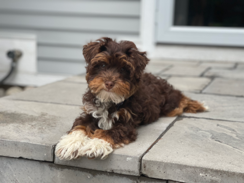 Friendly Mini Aussiedoodle Pup in