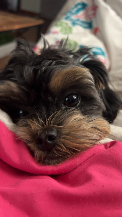 Small Shih Poo Pup in