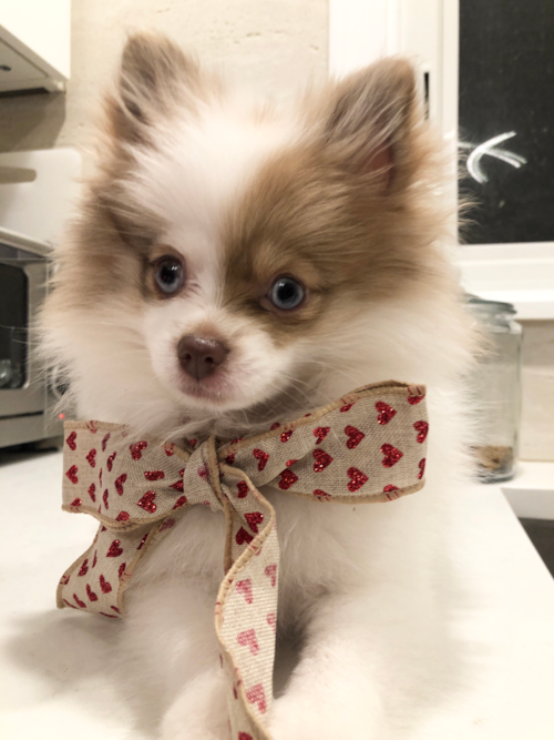 Akc Registered Pomeranian Purebred Pup