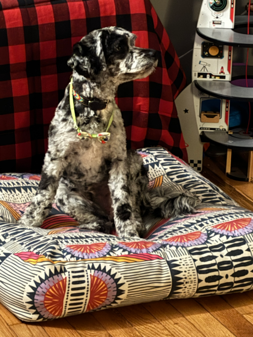 Sweet Cockapoo Pup in