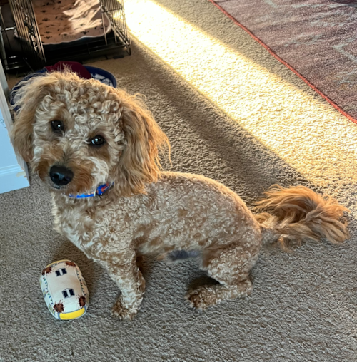 Small Mini Goldendoodle Pup