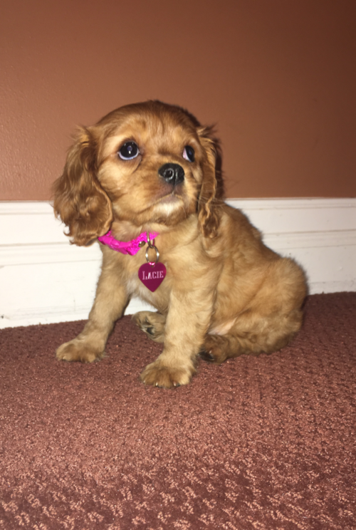 Cute Cavalier King Charles Spaniel Pup in NORTH BELLMORE NY