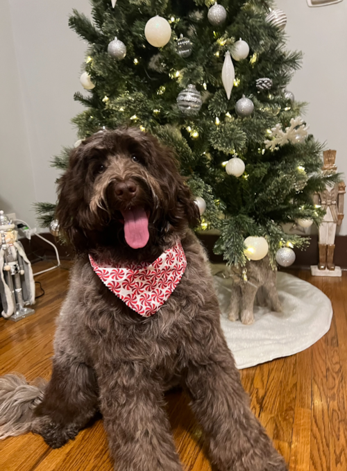 Portuguese Water Dog Being Cute