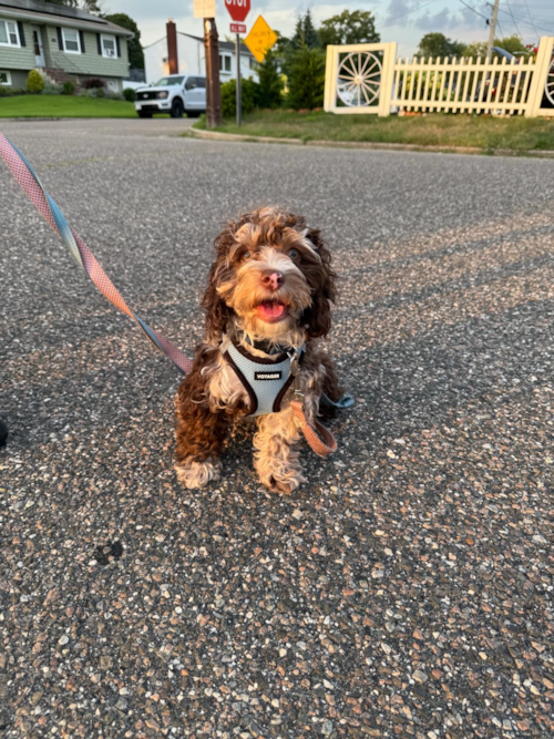 Small Cockapoo Pup