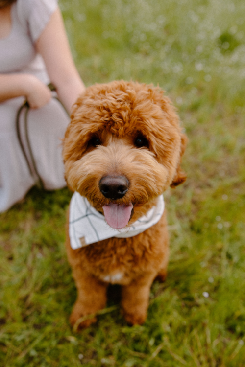 Mini Goldendoodle Being Cute