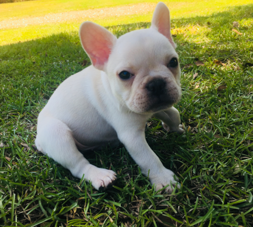 Energetic Frenchie Purebred Pup