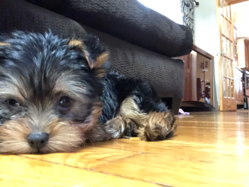 Adorable Yorkshire Terrier Pup in Boston MA
