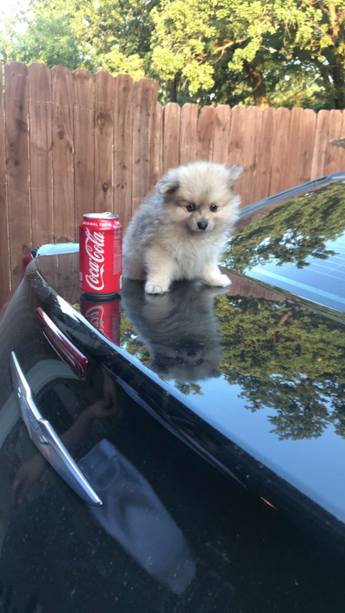 Smart Pomeranian Pup in Dallas TX