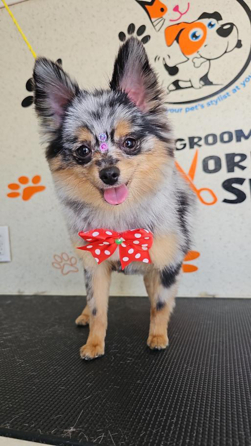 Smart Pomeranian Pup in