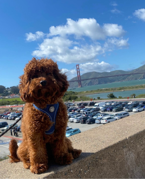 Smart Cavapoo Poodle Mix Pup