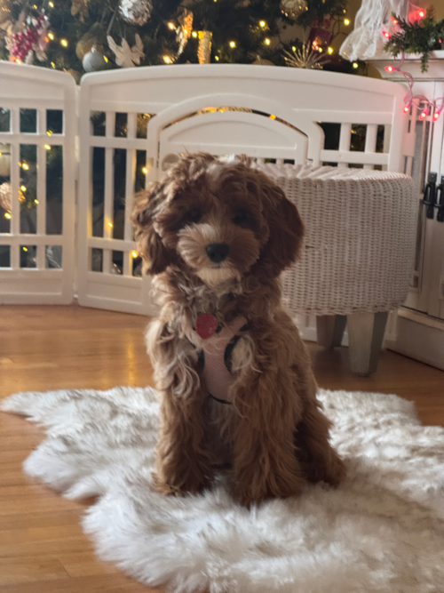 Adorable Cavalier King Charles Spaniel and Poodle Mix Poodle Mix Pup