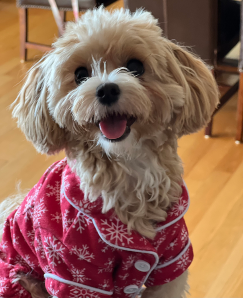 Maltipoo Being Cute