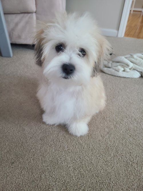 Teddy Bear Pup