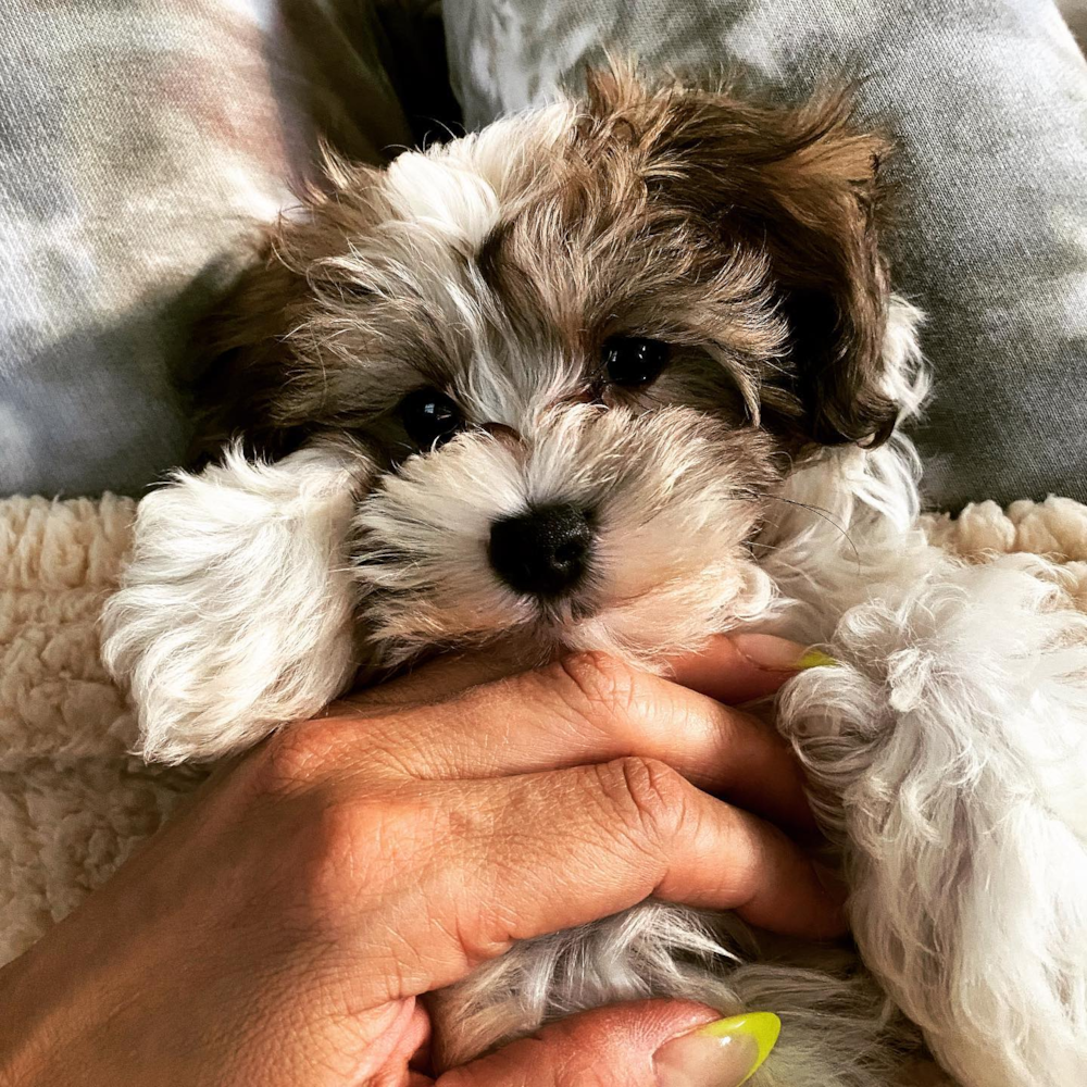 Maltipoo Puppies for Sale near Boston, Massachusetts