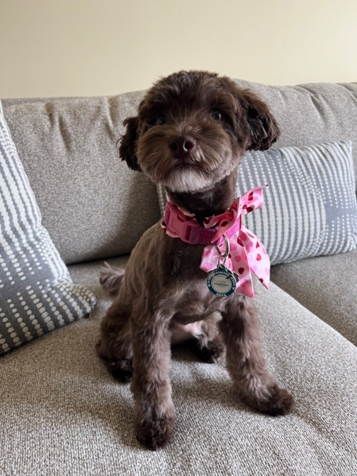 Adorable Havadoodle Poodle Mix Pup