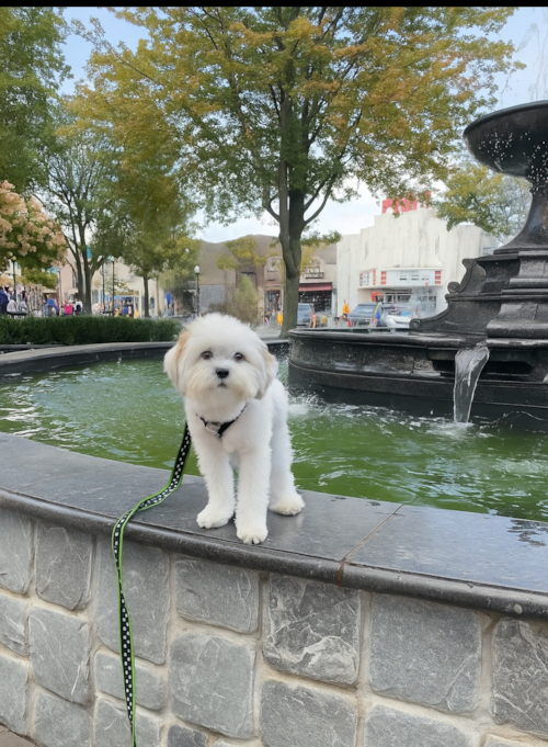 Fluffy Teddy Bear Designer Pup