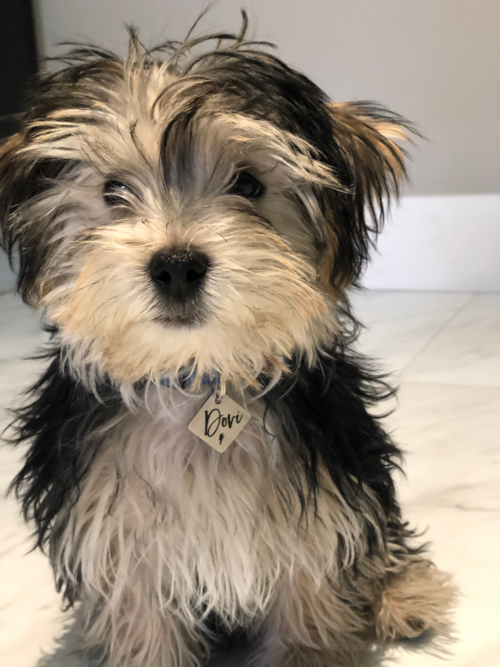 Friendly Morkie Pup in