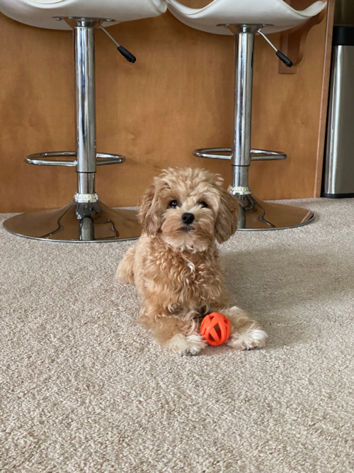 Small Maltipoo Pup in