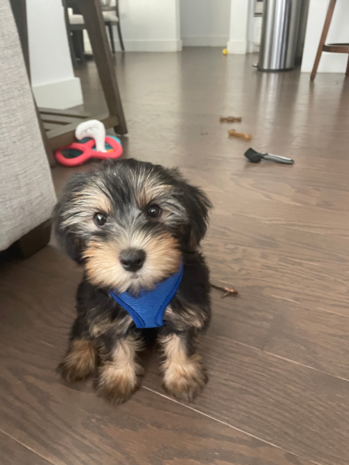 Yorkie Poo Pup