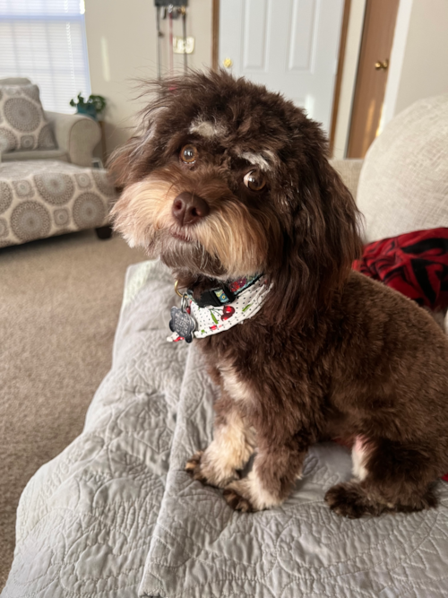 Hypoallergenic Havanese Poodle Mix Pup