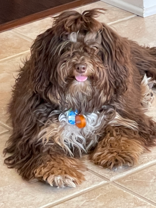 Mini Aussiedoodle Being Cute