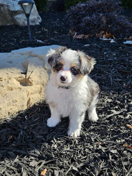 Sweet Aussiechon Pup